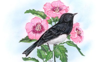 You Can Draw a Black Phoebe Submissions