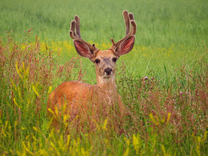 White-tailed buck in velvet