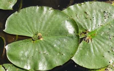 In Which a Water Lily Leaf Blows Bubbles and We Meet a Very Shy Caterpillar