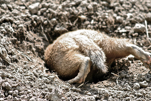woodchuck digging burrow