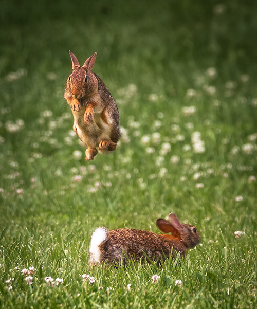 Eastern cottontails playing