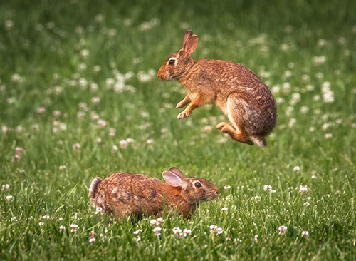 Eastern cottontails playing