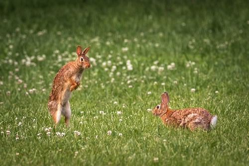 Eastern cottontails playing