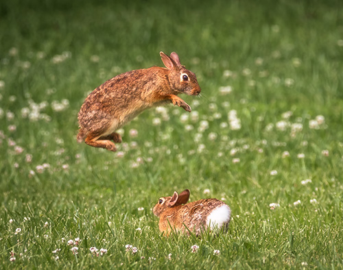 Eastern cottontails playing