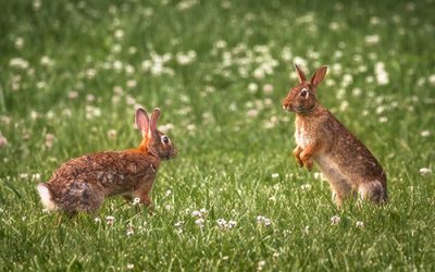 The Playful Duet