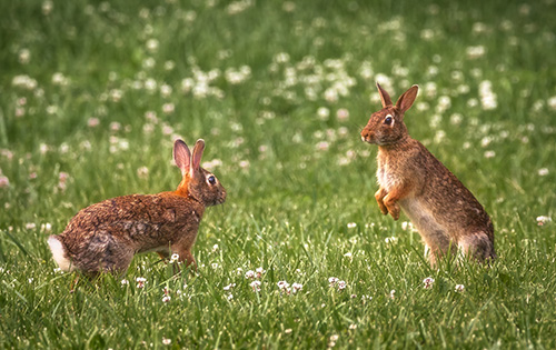 Eastern cottontails playing