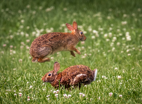 Eastern cottontails playing