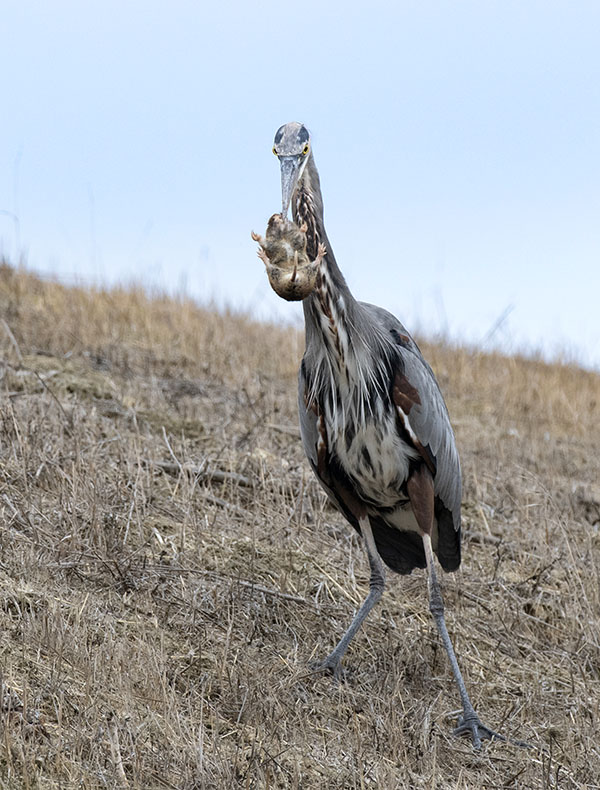 Great Blue Heron with prey
