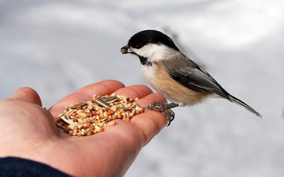 Hand-feeding Birds