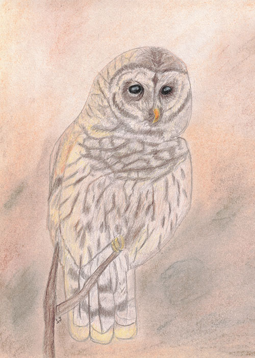 Barred Owl drawing