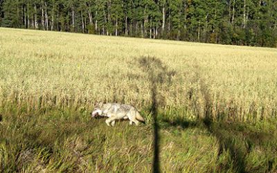 Wolves!