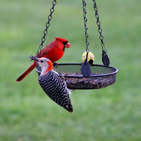 Hanging Tray Feeder - Image 2