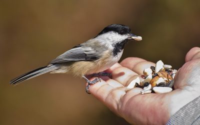 A Bird in the Hand