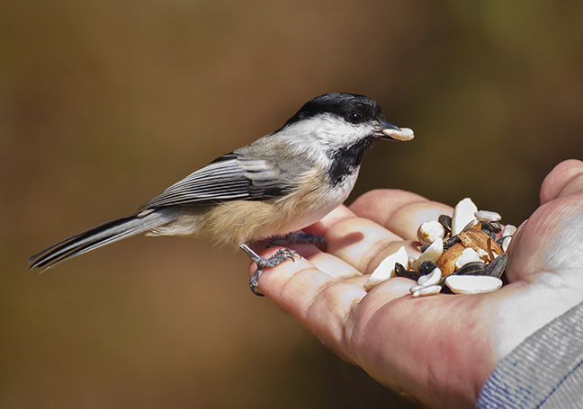 hand feeding chickadee