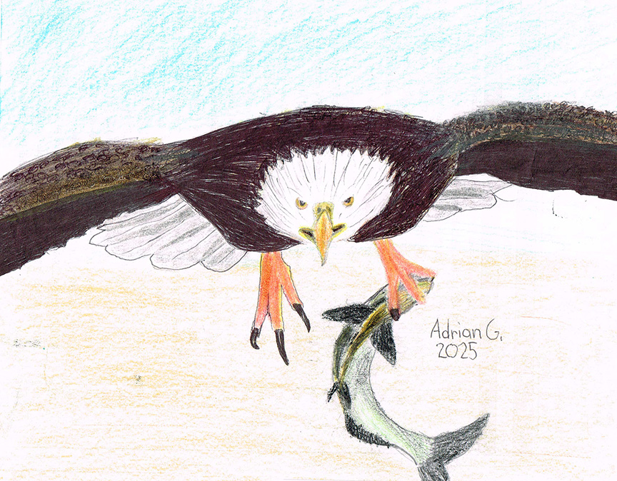 Bald Eagle with fish