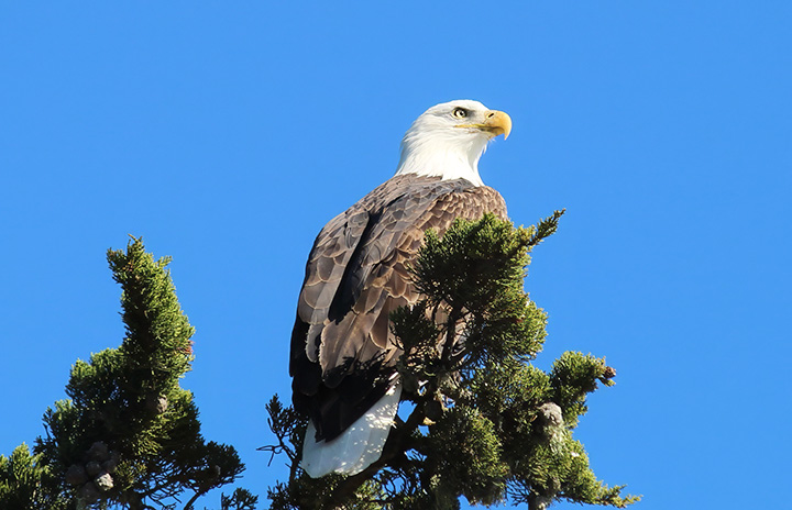 Bald Eagle sitting in cypress tree