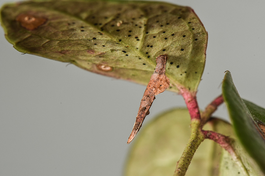 case-bearing caterpillar on wintergreen leaf