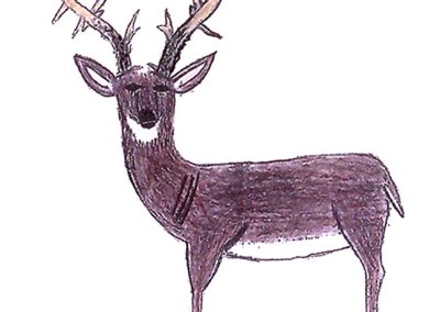 deer drawing