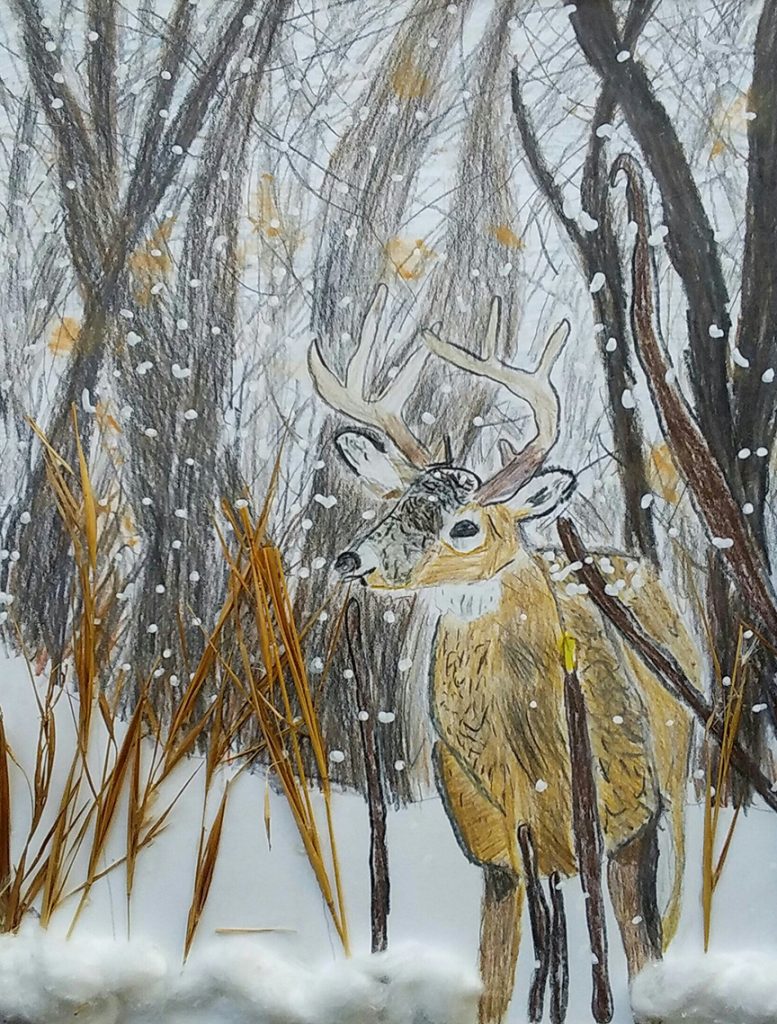 white-tailed buck in snow