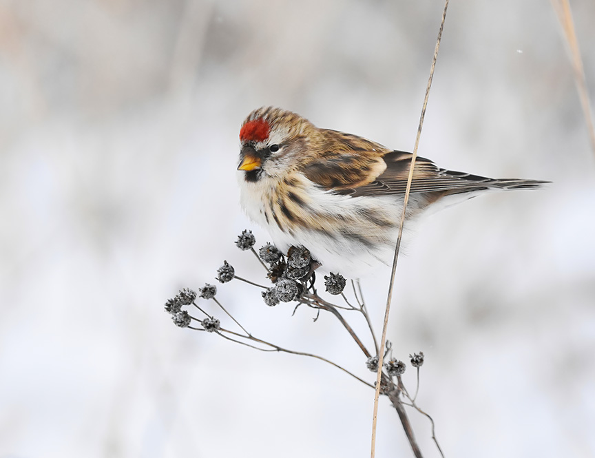 common redpoll subspecies