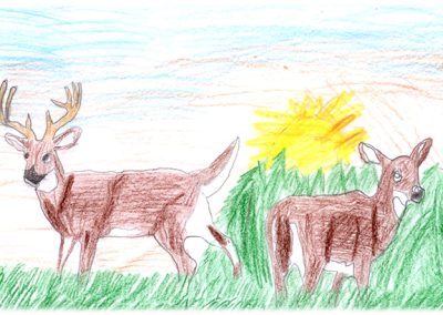 deer drawing