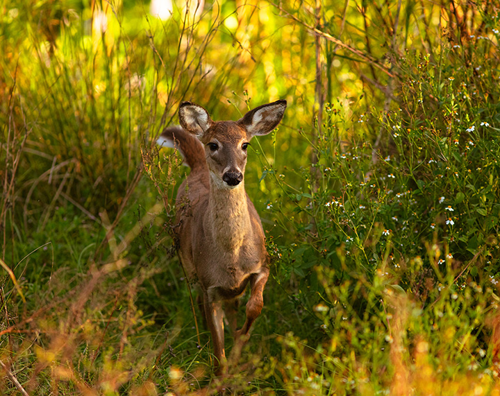 white-tailed deer running in grasses