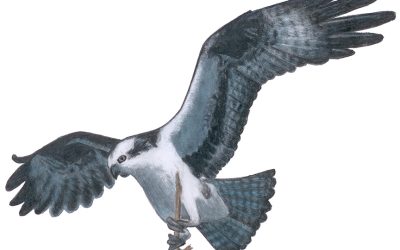 North American Raptor Quiz