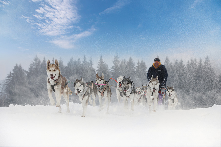 dog sled team