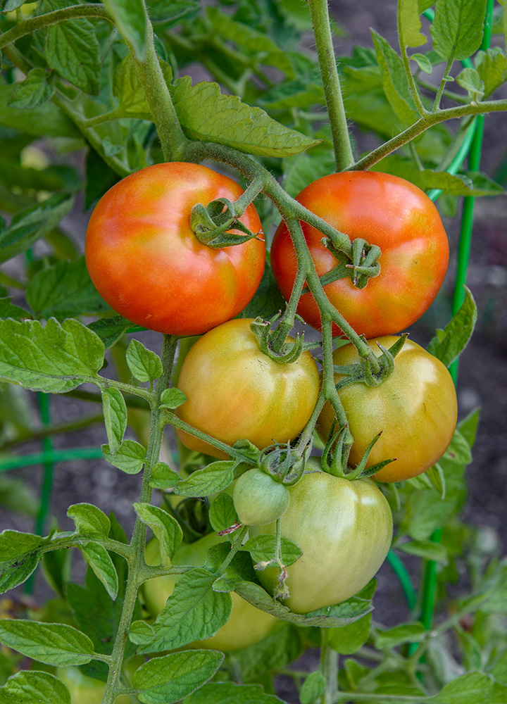 Early Girl tomatoes