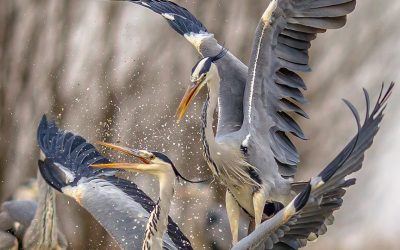 Caption These Herons
