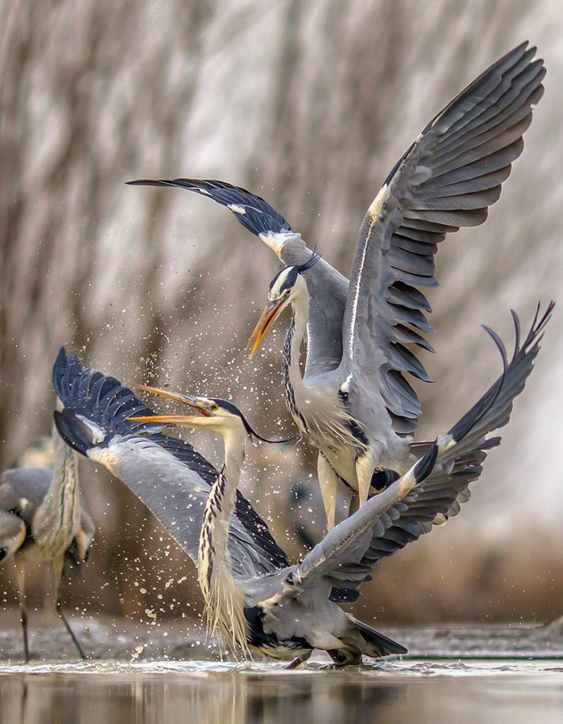 Gray Herons fighting