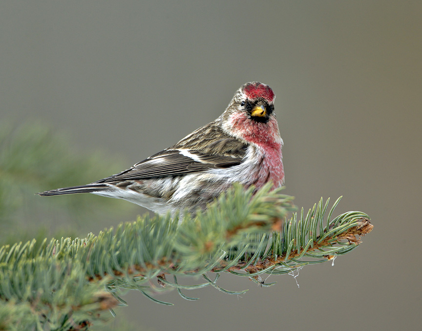 hoary redpoll subspecies