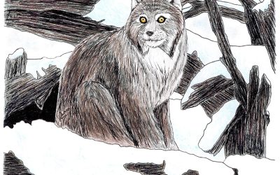 Invisibles, December 2025: Lynx