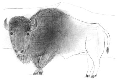 American bison pencil drawing
