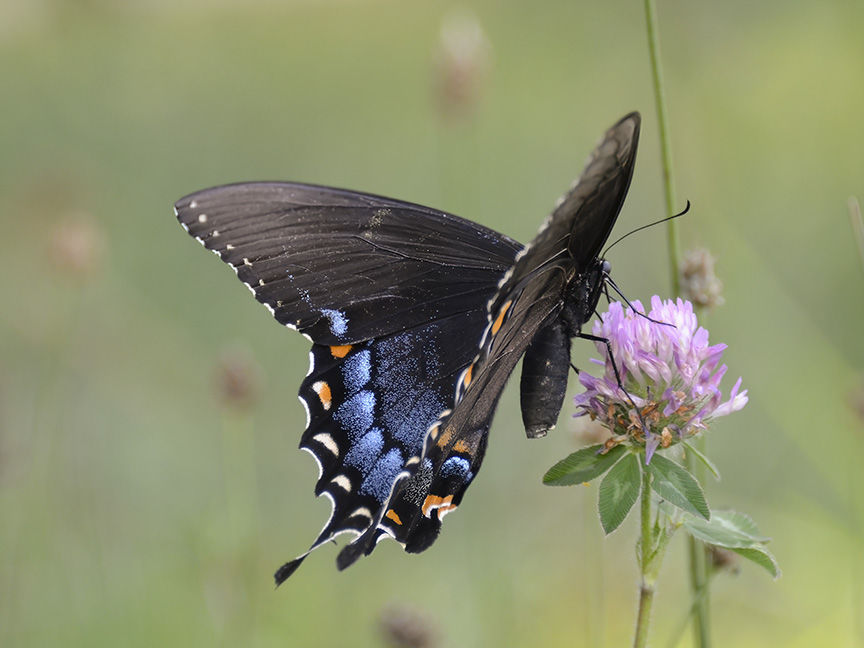 black morph Eastern tiger swallowtail butterfly on red clover