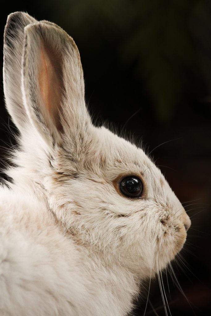 snowshoe hare