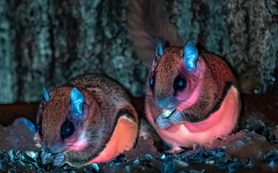 Pink Flying Squirrels and the Truffle Hunter
