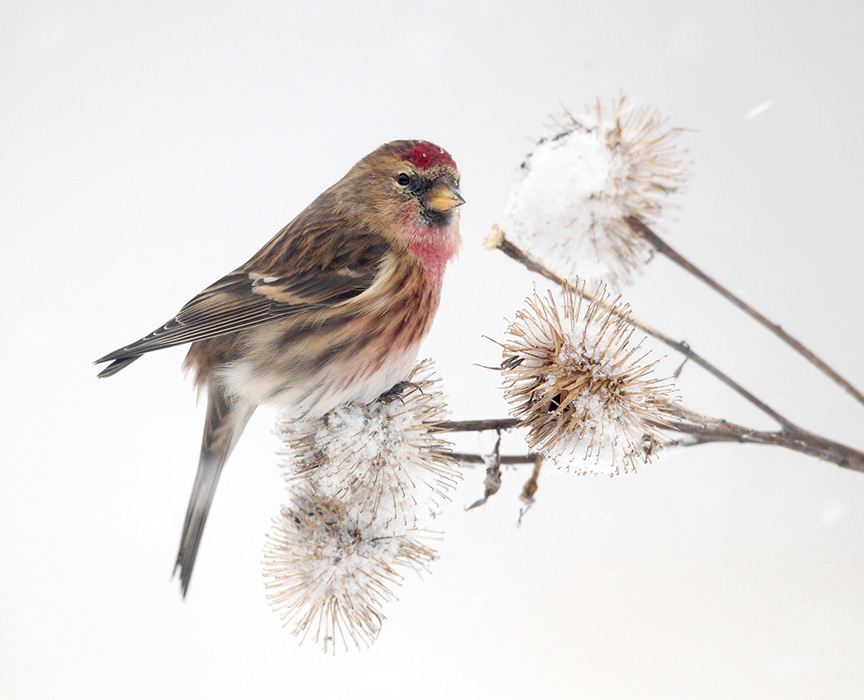 lesser redpoll subspecies