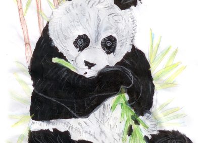 panda eating bamboo drawing