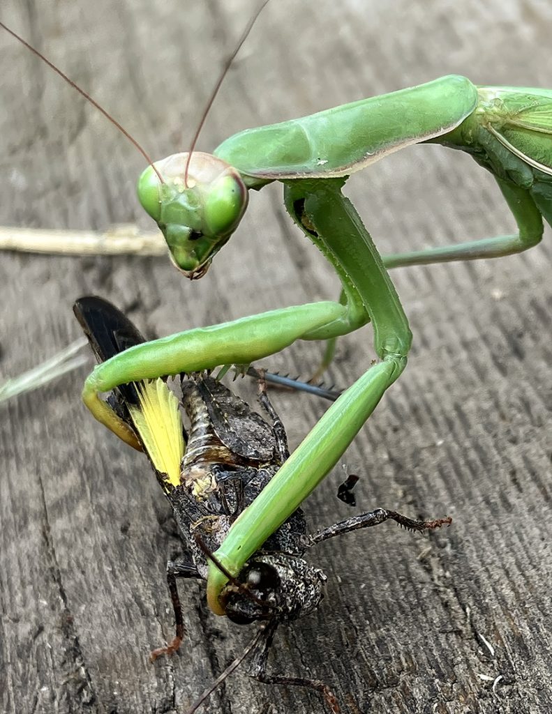 Praying mantis with grasshopper prey