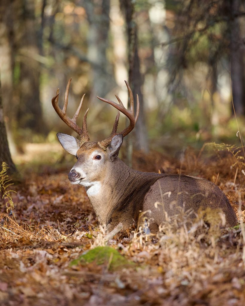 white-tailed buck bedded in woods