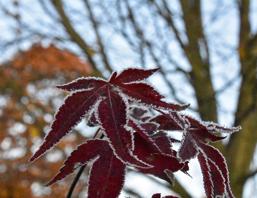 frost on Japanese maple leaves