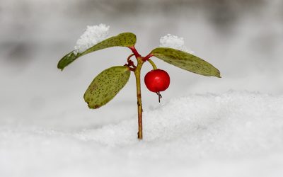 Wintergreen’s Secret World