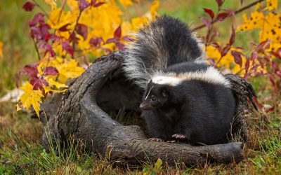 The Striped Skunk