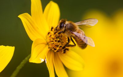 Focus Illustrated, December 2025