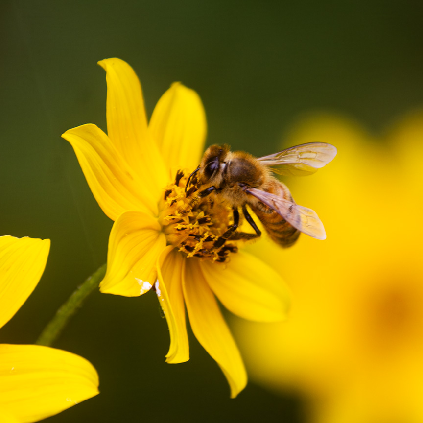 honeybee on yellow flower