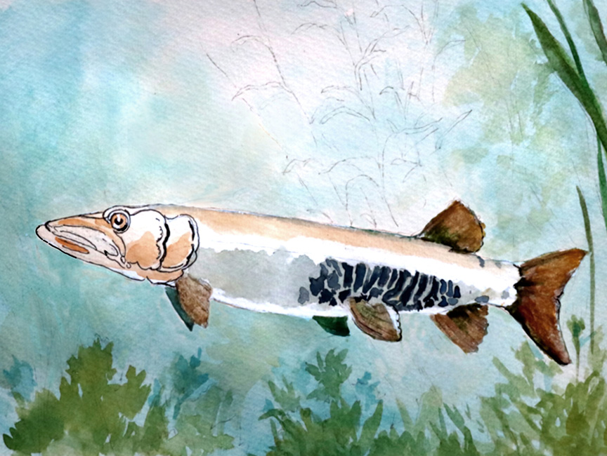 you can draw a muskellunge art lesson steps 2 and 3