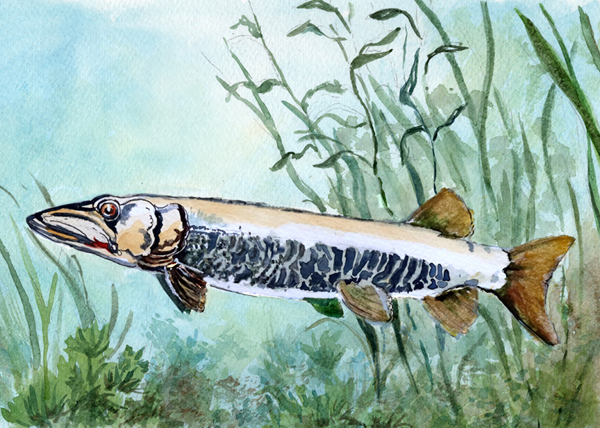 you can draw a muskellunge art lesson steps 3 and 4