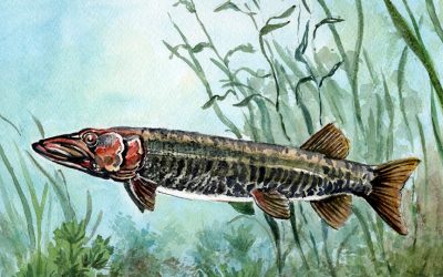 You Can Draw a Muskellunge Submissions