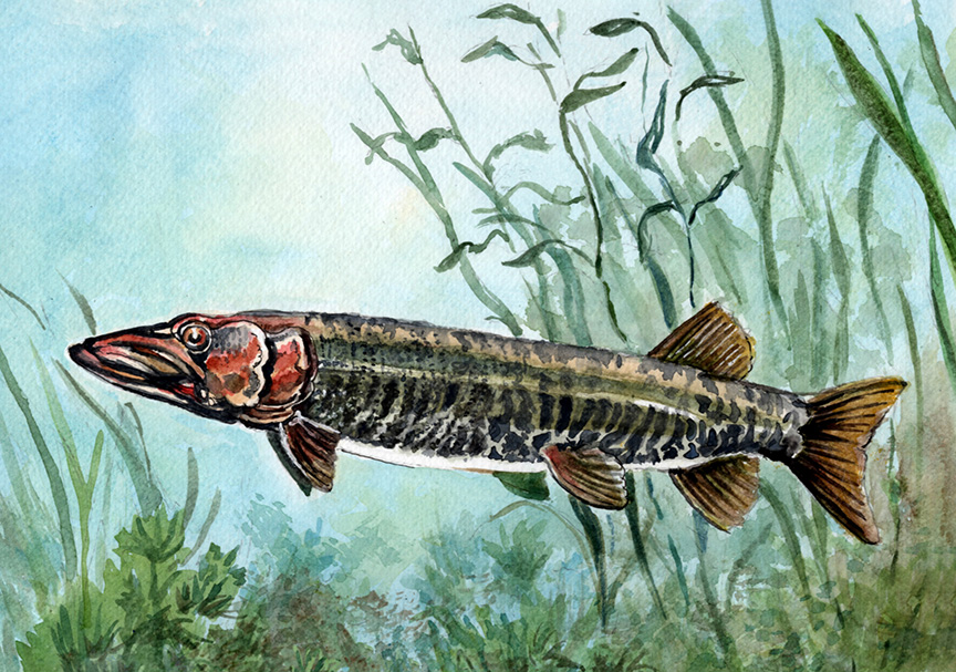 muskellunge or muskie painting
